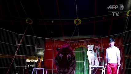 فرق السيرك الصينية تتمسك بعروض الحيوانات البرية