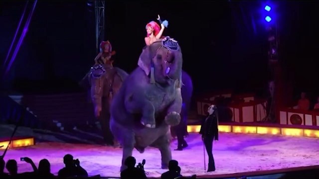 Une éléphante tombe sur des spectateurs au cirque