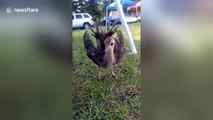 Rescued baby peacock flaunts feathers in most adorable way