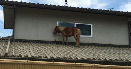 Sel Felaketinde Kaybolan Midilli, Sular Çekilince Evin Çatısında Ortaya Çıktı