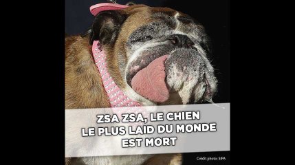 Zsa Zsa, chien le plus laid du monde, est mort