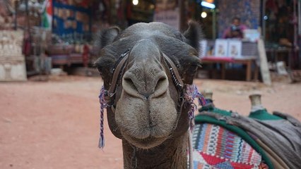 شاهد: الناقة ماريا تتوقع الفائز بين كرواتيا وإنجلترا في المونديال