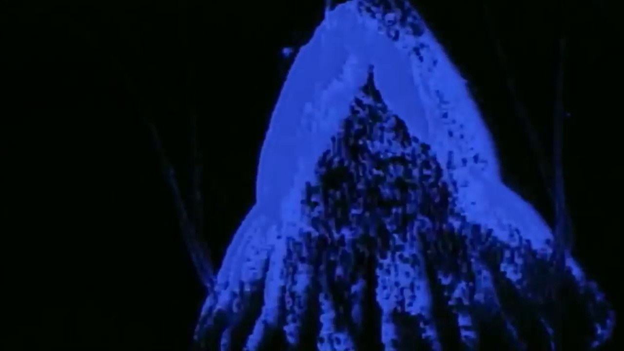 National Geographic Documentary - Creatures of Light Part 1