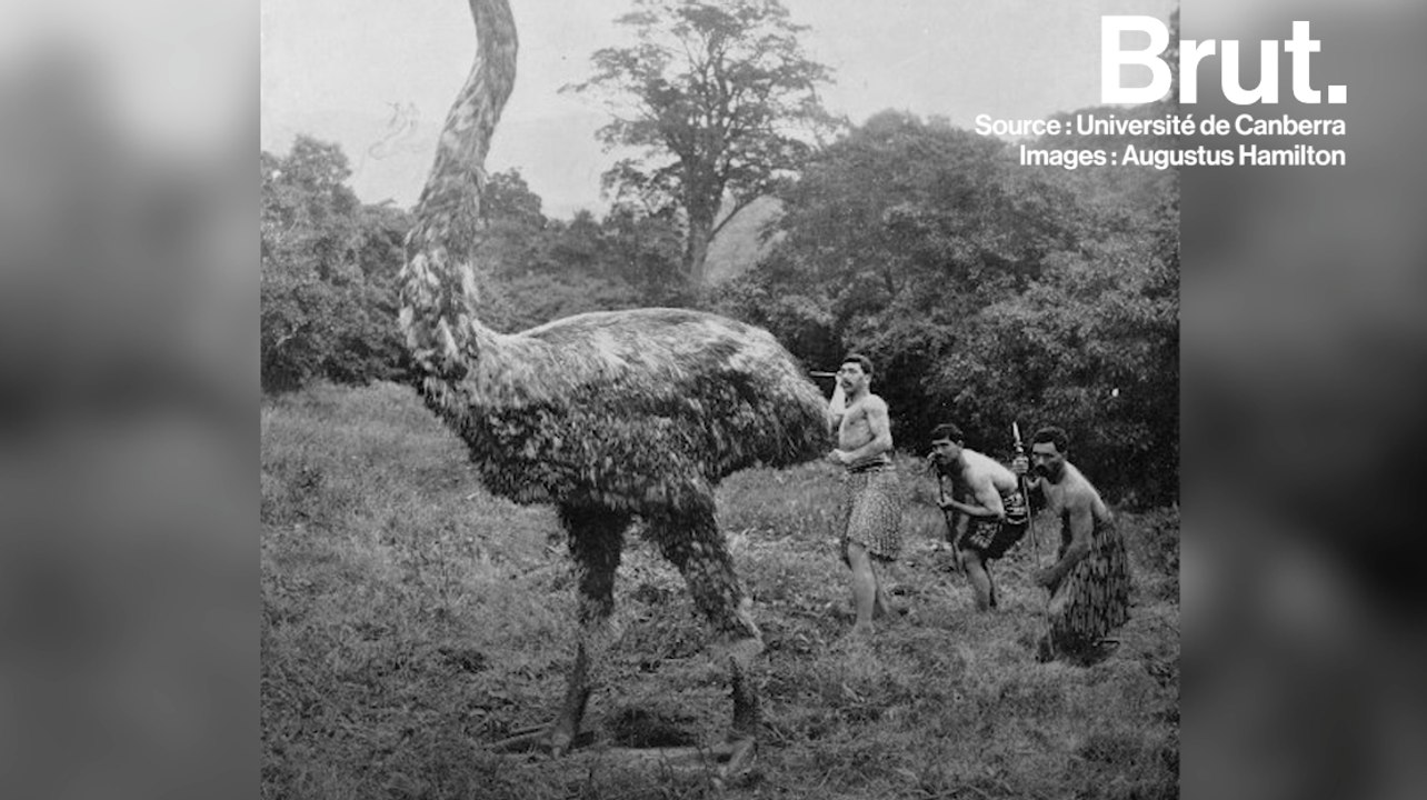 Voilà à quoi ressemblerait la Terre si les humains n'avaient pas existé