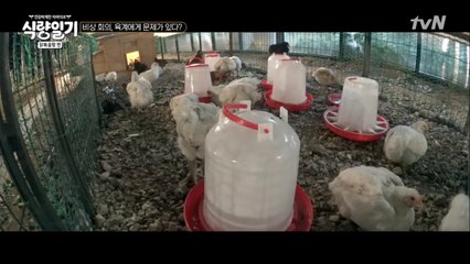 우리 병아리가 달라졌어요! 육계 너무 커!!!