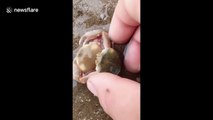 Heartwarming moment two tiny crabs embrace