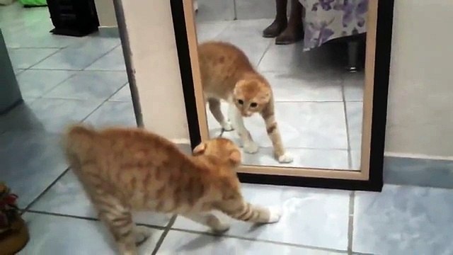 Ce chat a vraiment peur de son reflet... Et c'est juste HILARANT