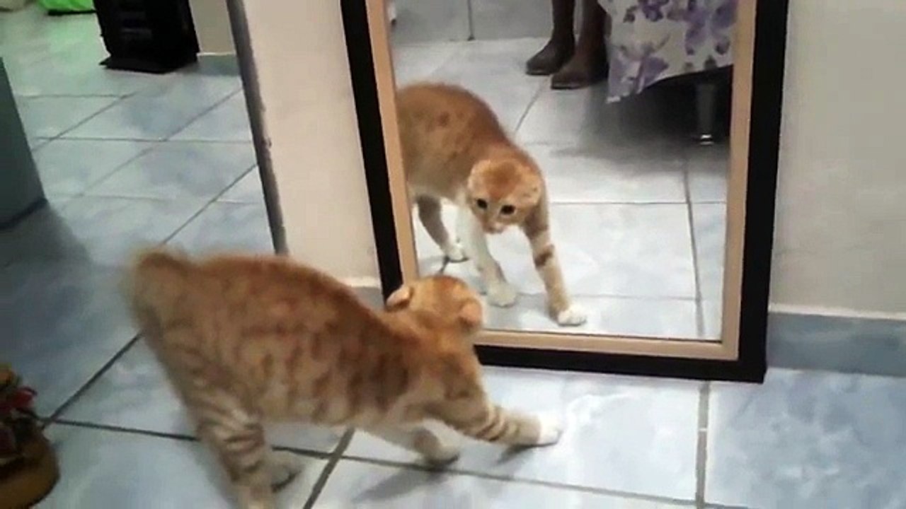 Ce chat a vraiment peur de son reflet... Et c'est juste HILARANT