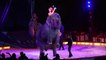 Un éléphant chute sur des spectateurs au cirque