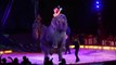 Un éléphant chute sur des spectateurs au cirque