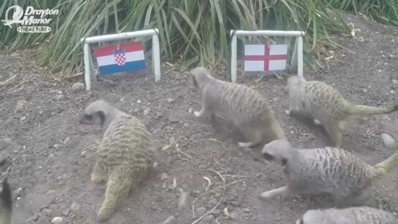 Coupe du Monde 2018 - Ces suricates prédisent le vainqueur de Croatie vs. Angleterre