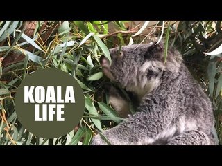 Scientists Down Under crack the genetic code of koala bears