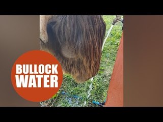 Moment clever bullock managed to find a way to cool itself down - by turning a tap on