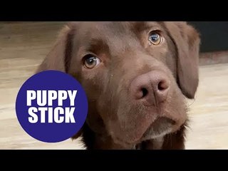 A loveable dog impailed himself on a stick during a game of fetch