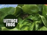 Woman finds living frog in her supermarket lettuce
