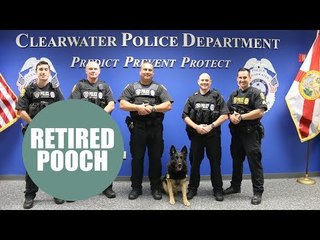 Patrol dog who helped crack crime for six years celebrates retirement with cake