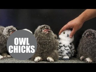 Snowy owls photographed for the first time since hatching