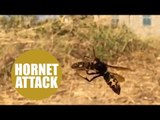 High-tech way of tackling invasion of killer Asian hornets