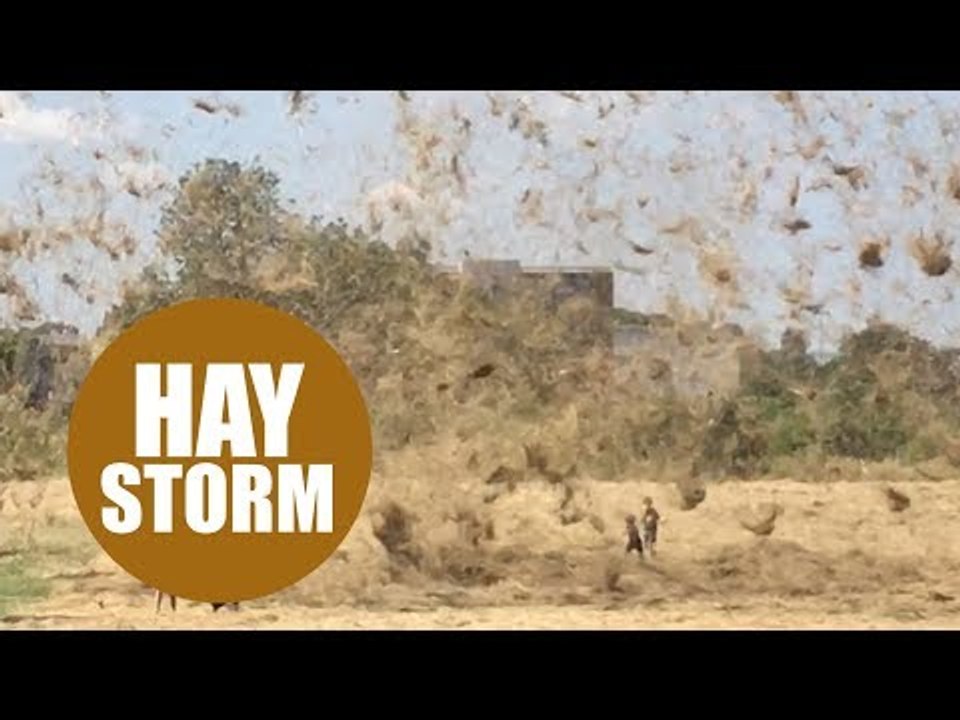 Hot air whipping up mass of hay and blows it around like tornado