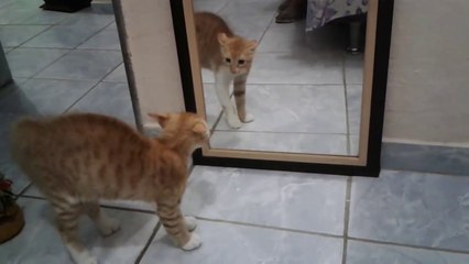 Un chat se chie dessus en se voyant dans le miroir
