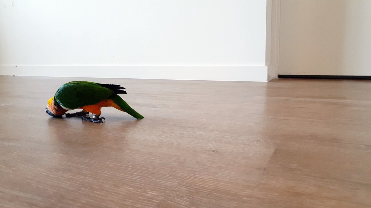 Catcalling Parrot