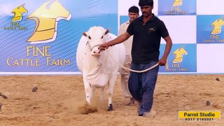 MOST BEAUTIFUL BACHRI OF OUR FARM FOR || 2018