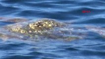 Muğla Bodrum'da Biri Ölü Diğeri Yaralı 2 Caretta Caretta Bulundu