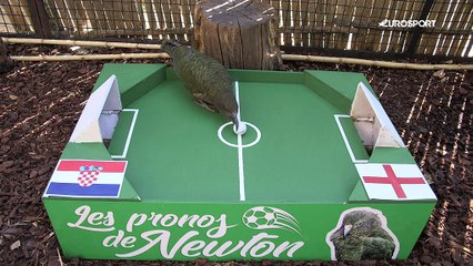 Le prono de Newton : entre la Croatie et l'Angleterre, notre kéa sait qui ira en finale