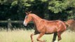 L'origine des chevaux : L'anglo-arabe