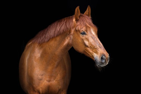 L'origine des chevaux : Le selle français