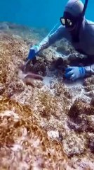 Amazing Man Catches Octopus Inside Deep Sea