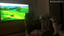 Two Huskies Watching TV