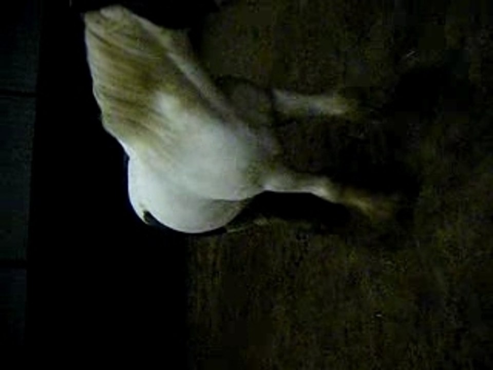 exercice de jambette en liberté