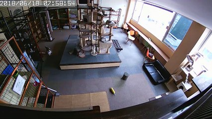 Gatinhos a descansar em uma sala reagem a terremoto momentos antes de acontecer