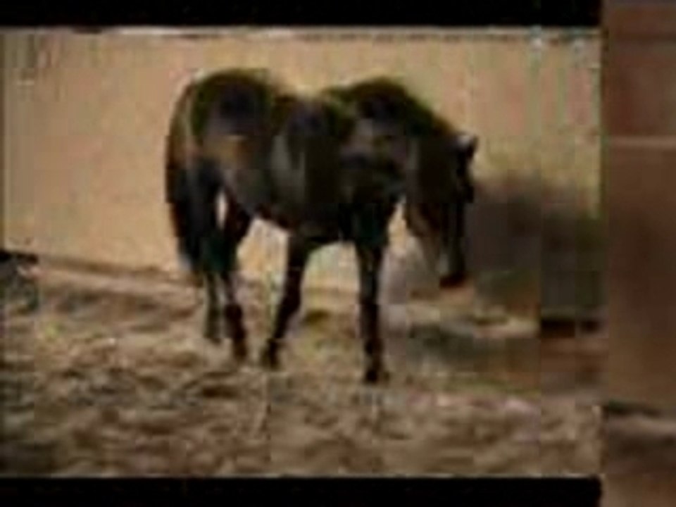 Gitan je laime a mourir