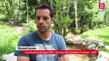 Des gîtes artificiels en Ariège pour le desman des Pyrénées