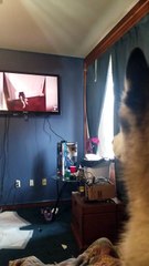 Husky barks at husky compilation video on TV