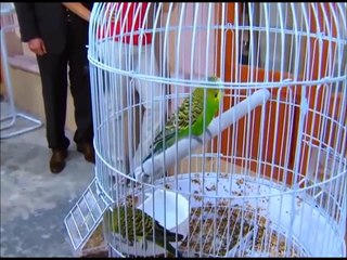 Caps de andres y diana 28