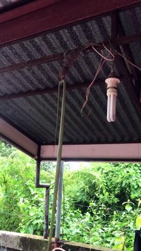 Huge Gecko Eats Snake