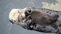 1 day old sea otter pup trying to sleep on mom