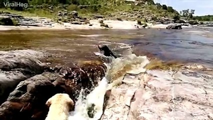 Dog saves friend from drowning