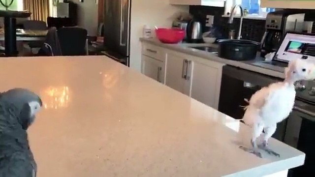 Ces pas de danse du perroquet sur Bob Marley !!