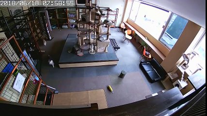 Séisme : réaction affolée de chats au Japon !