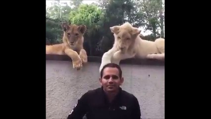 Ce lionceau s'amuse avec la tête de son maitre... Comme un ballon