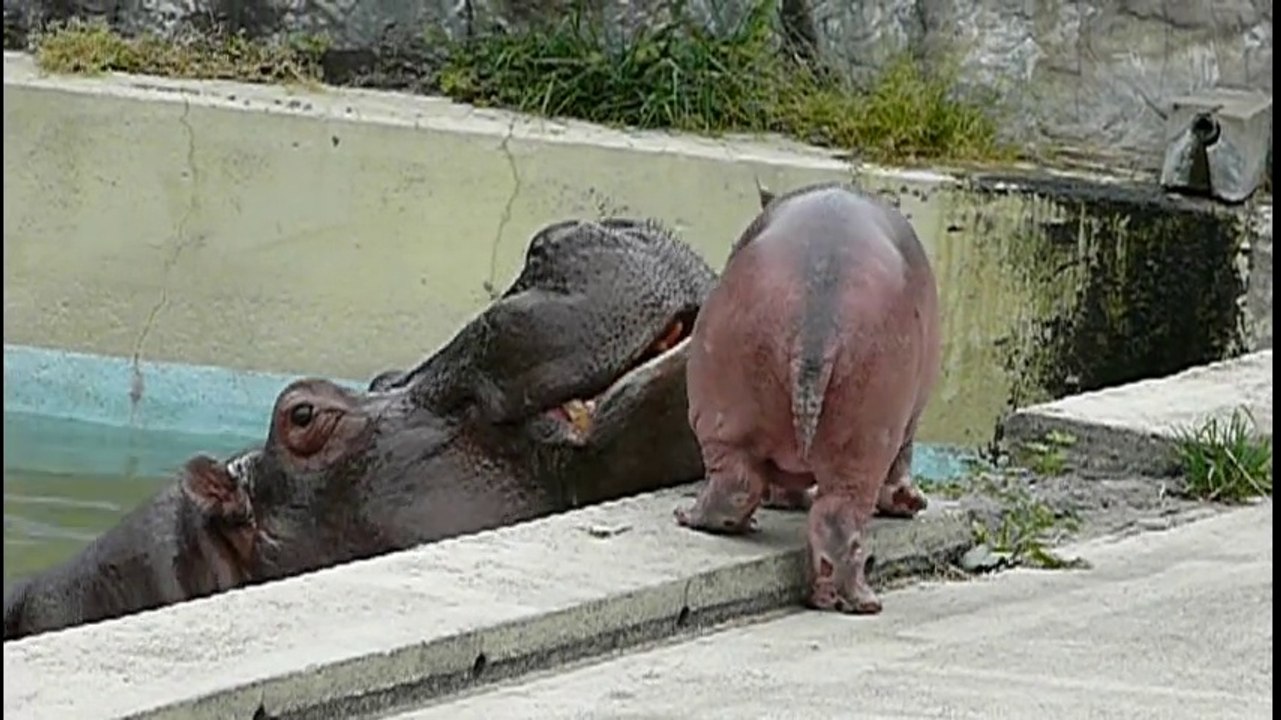 Ce bébé hippopotame ne veut pas aller à l'eau et maman n'est pas contente