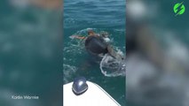 Ils surprennent un requin qui essaie de dévorer une grosse tortue de mer