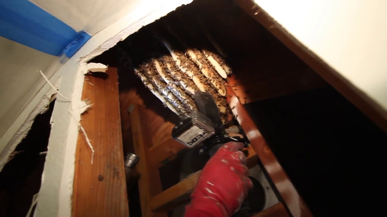 Un apiculteur retire un essaim de 50000 abeilles du mur d'un appartement