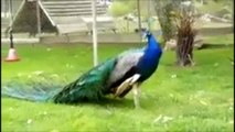 Indian Peafowl: Male Displaying