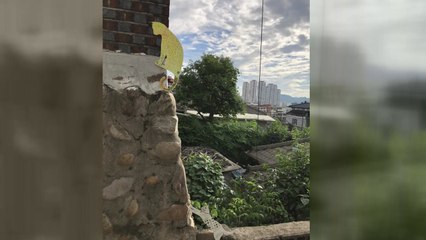 [좋은뉴스] 골치 아픈 길고양이...'공생' 택한 주민들 / YTN