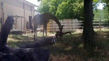 Abi and Konza the Giraffe at Topeka Zoo